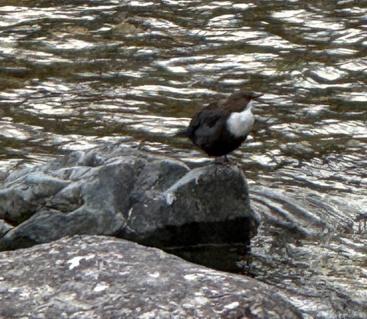 White-throated Dipper - ML647242056