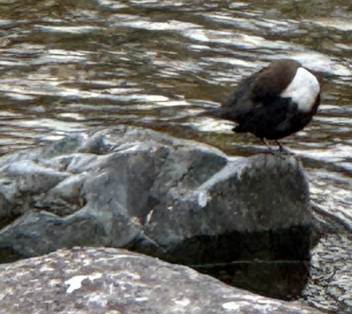 White-throated Dipper - ML647242057