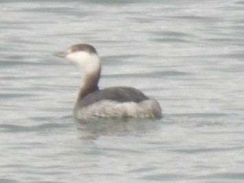 Horned Grebe - ML647242059