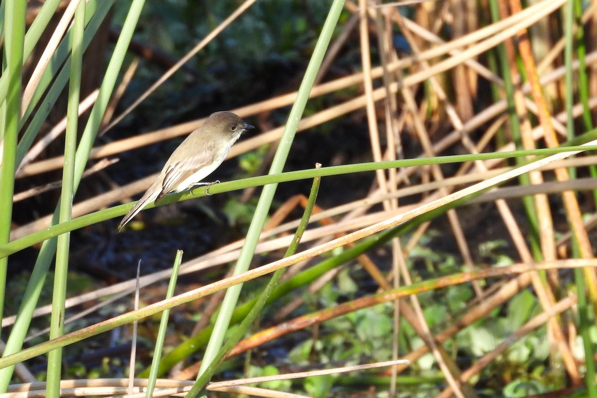 Eastern Phoebe - ML647242064