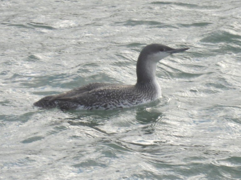 Red-throated Loon - ML647242066