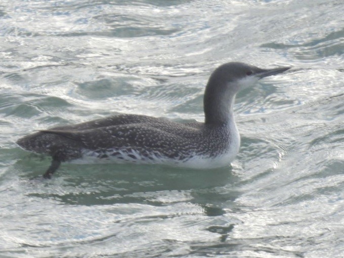Red-throated Loon - ML647242067