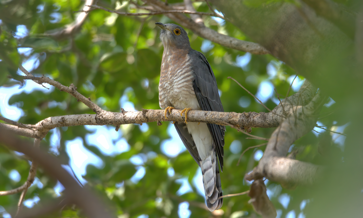 Common Hawk-Cuckoo - ML647242069