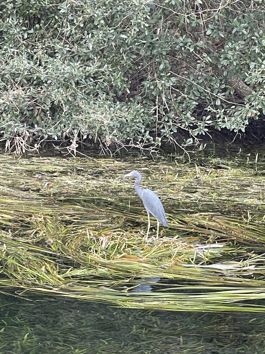 Little Blue Heron - ML647242073
