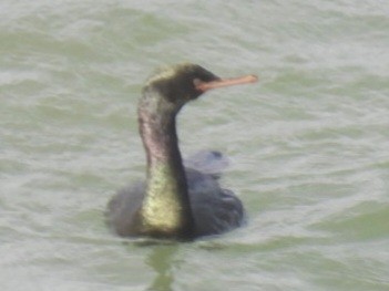 Pelagic Cormorant - ML647242074