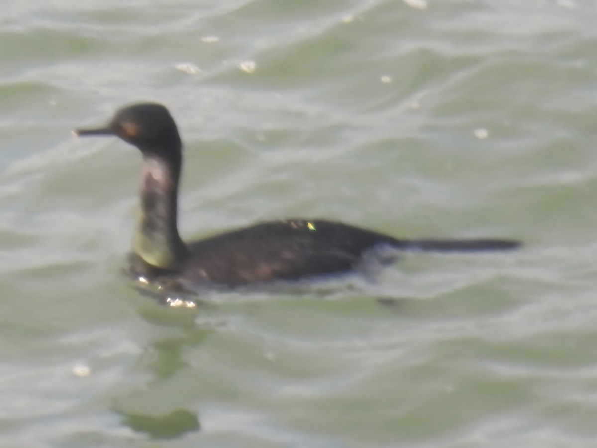 Pelagic Cormorant - ML647242075