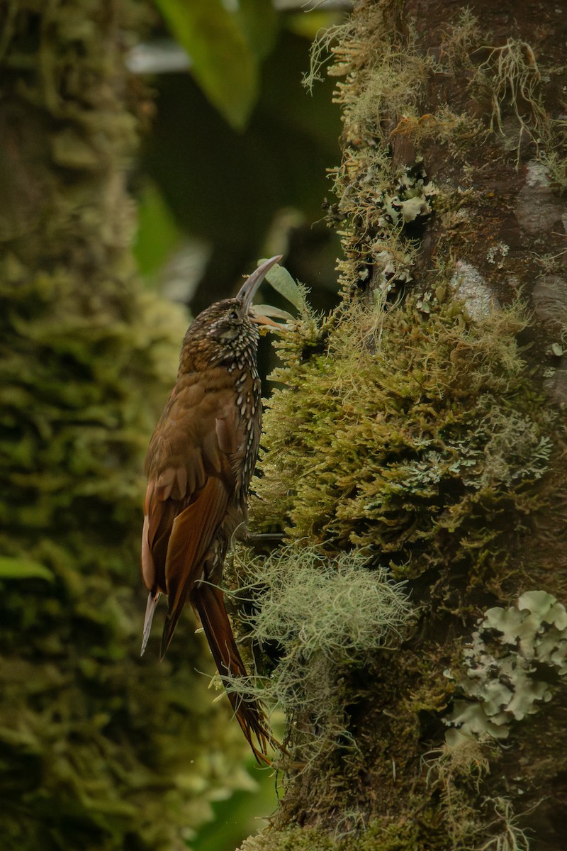 Montane Woodcreeper - ML647242077