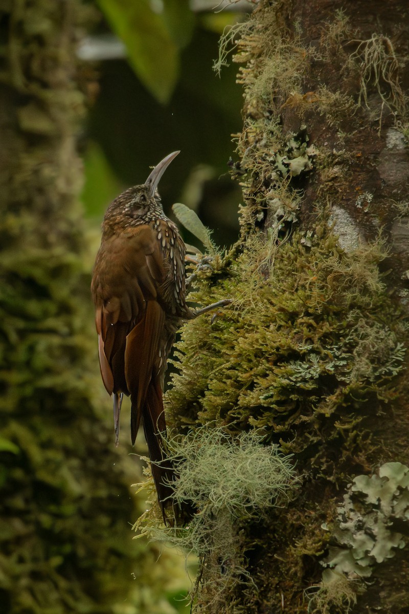 Montane Woodcreeper - ML647242078