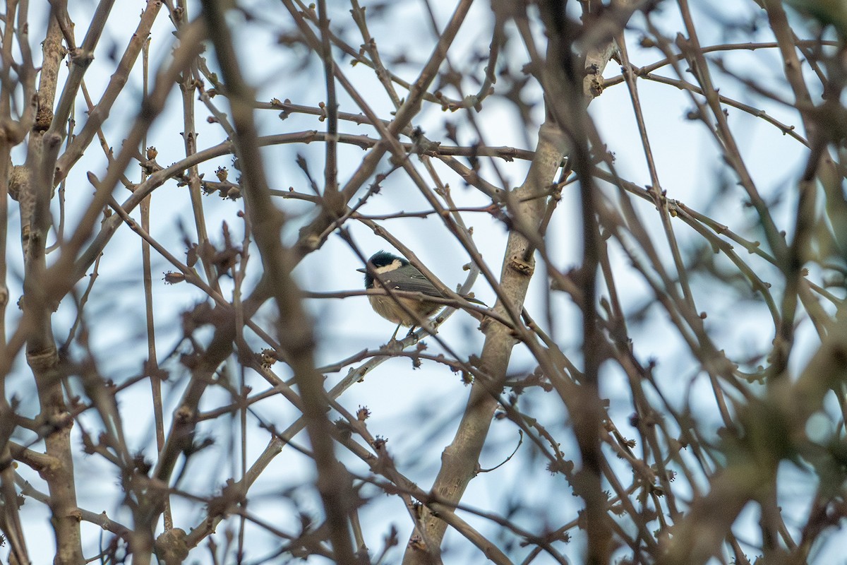 Coal Tit - ML647242079