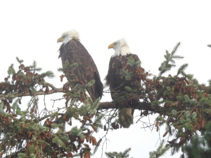Bald Eagle - ML647242080