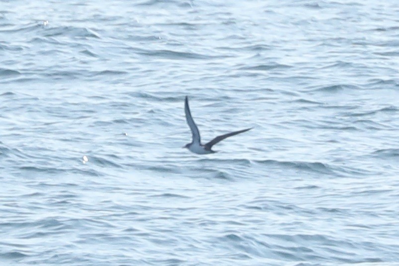 Manx Shearwater - ML647242082