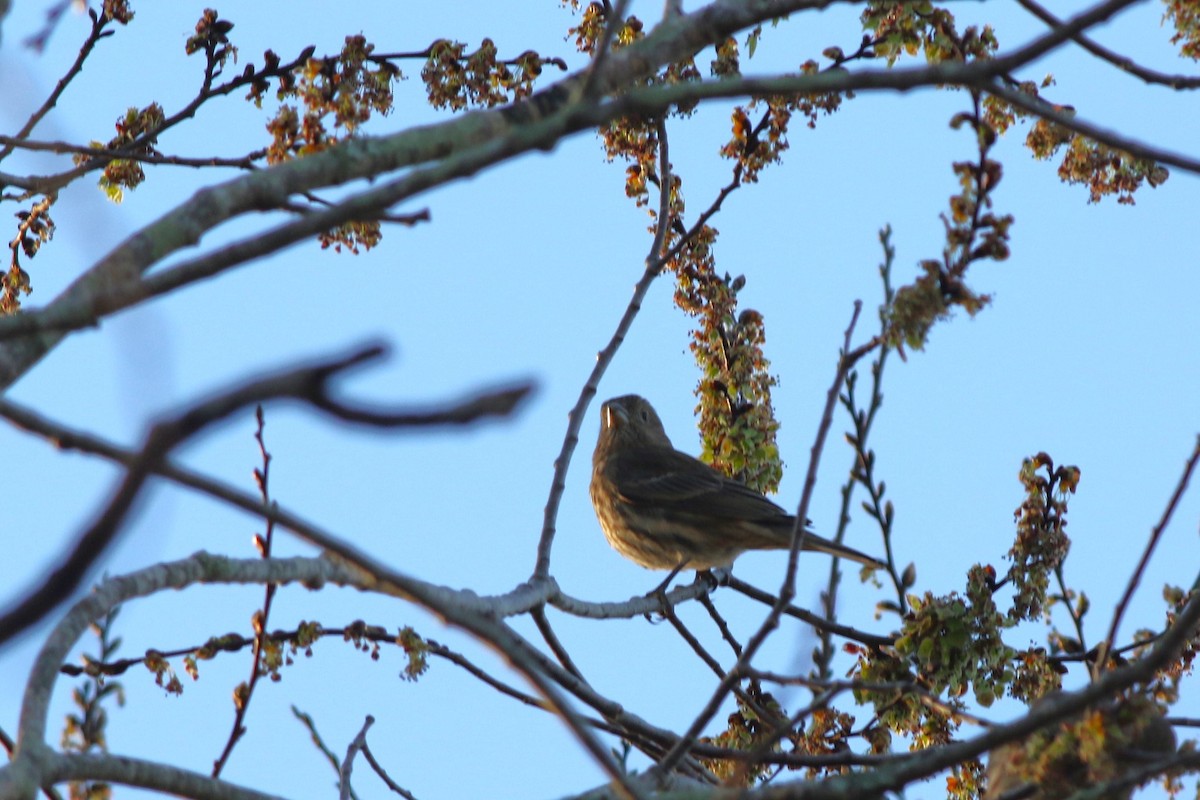 House Finch - ML647242083