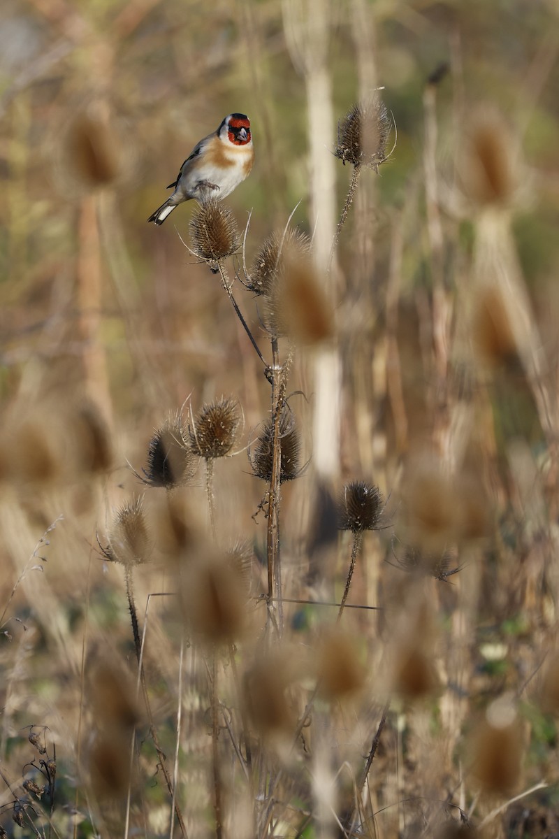 European Goldfinch - ML647242084
