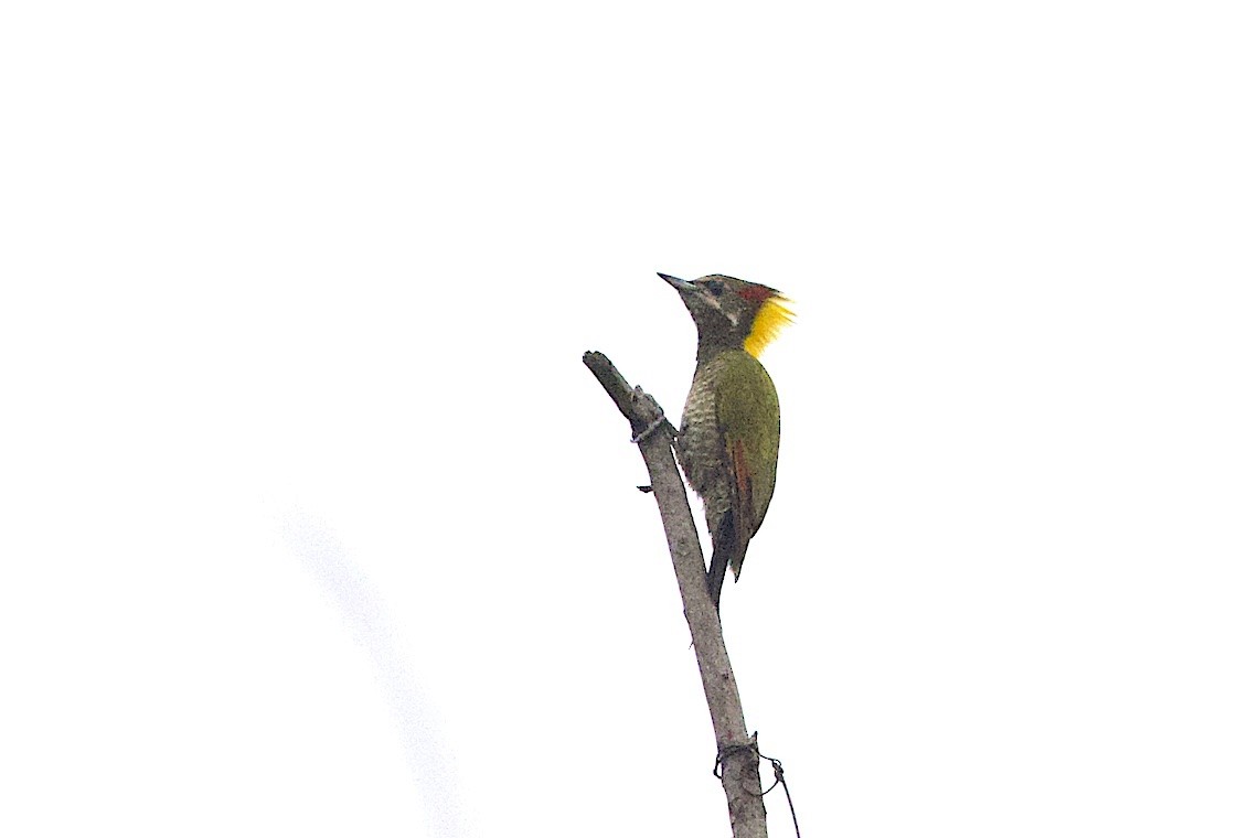 Lesser Yellownape - ML647242085