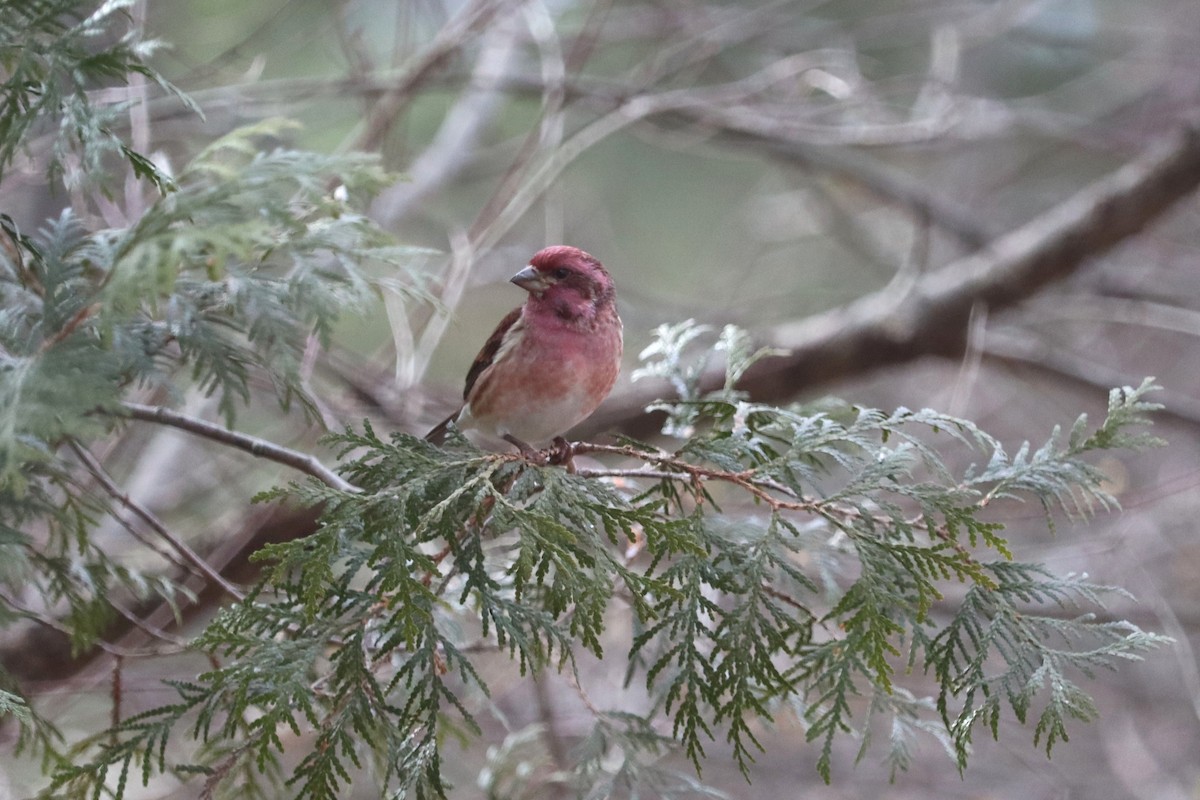 Purple Finch - ML647242087