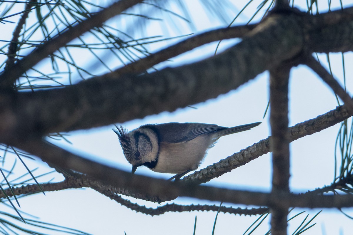 Crested Tit - ML647242090