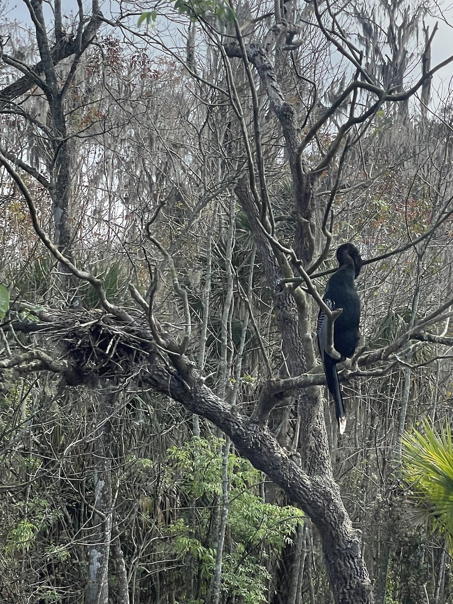 Anhinga - ML647242091