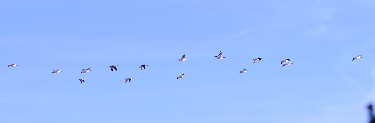 American White Pelican - ML647242092