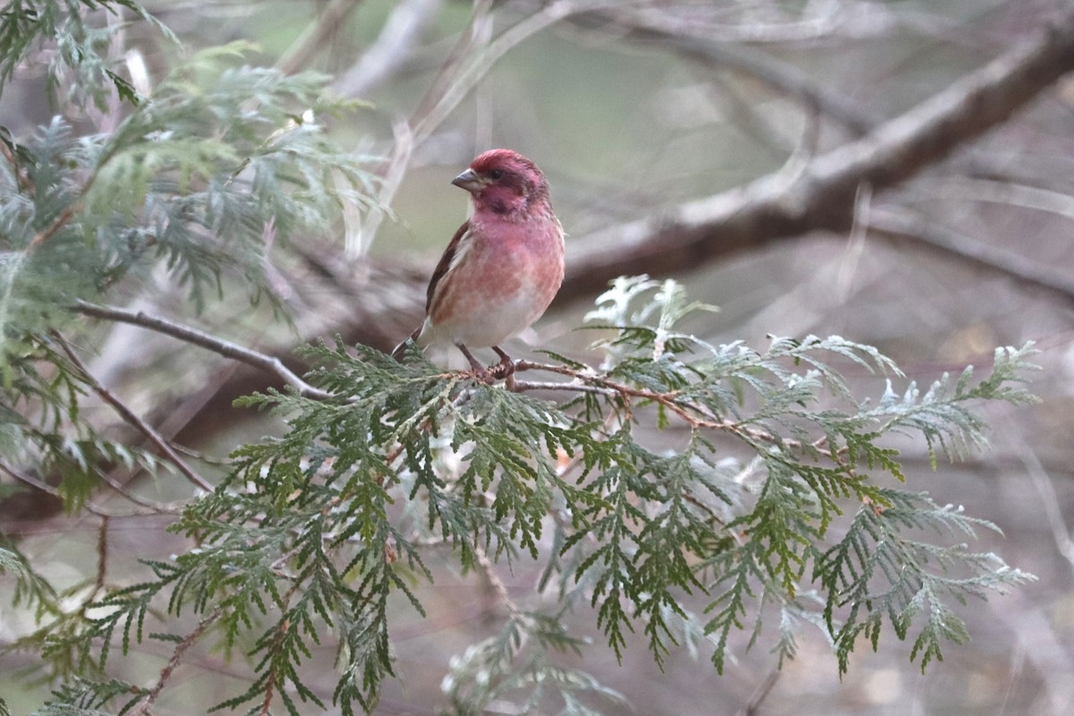 Purple Finch - ML647242093
