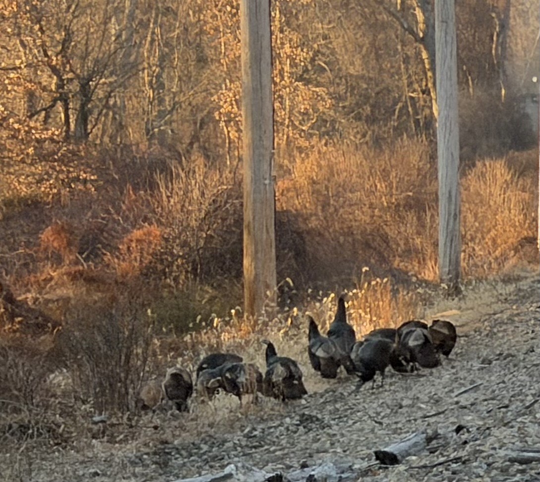 Wild Turkey - ML647242094