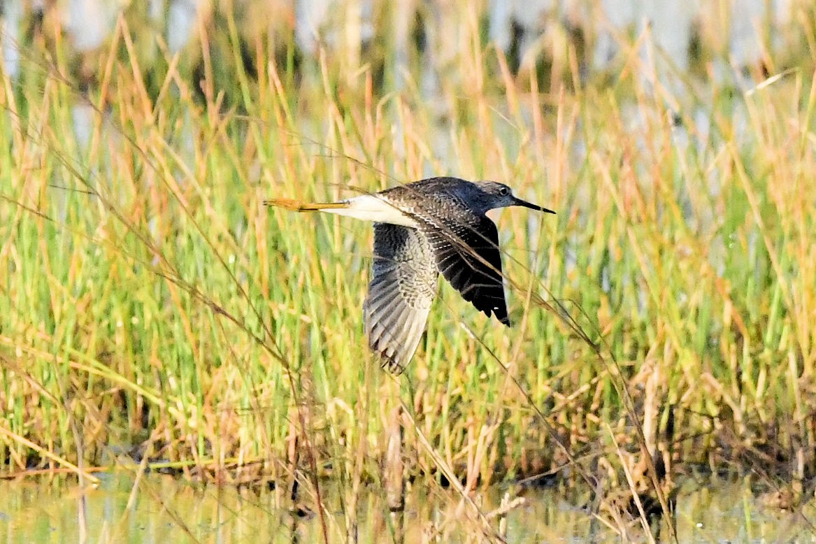 Greater Yellowlegs - ML647242097