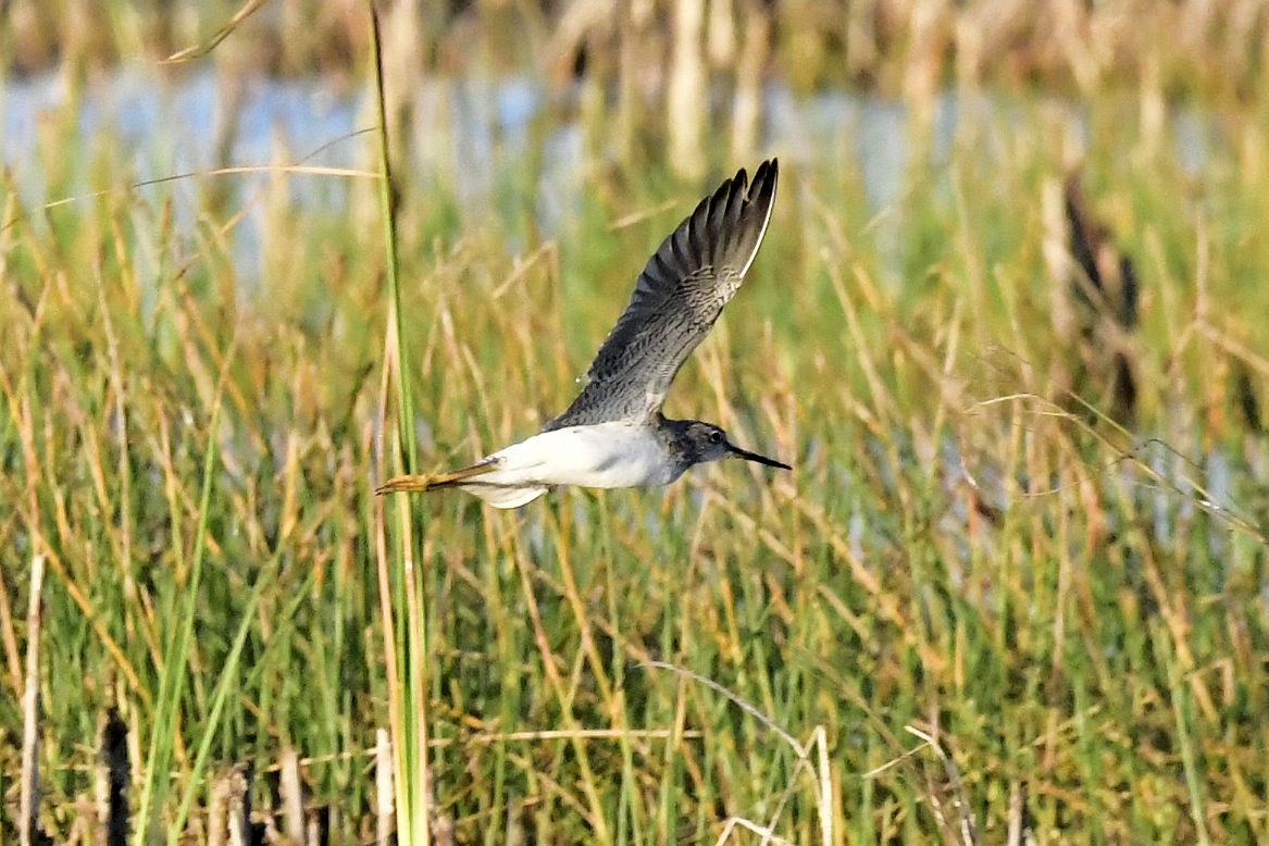 Greater Yellowlegs - ML647242098