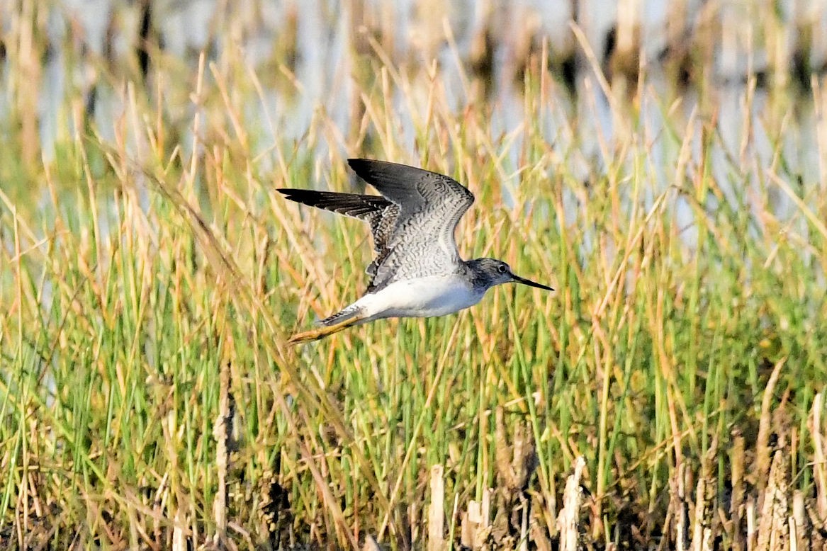 Greater Yellowlegs - ML647242100