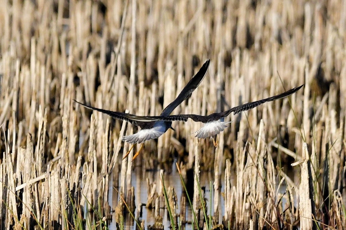 Greater Yellowlegs - ML647242101