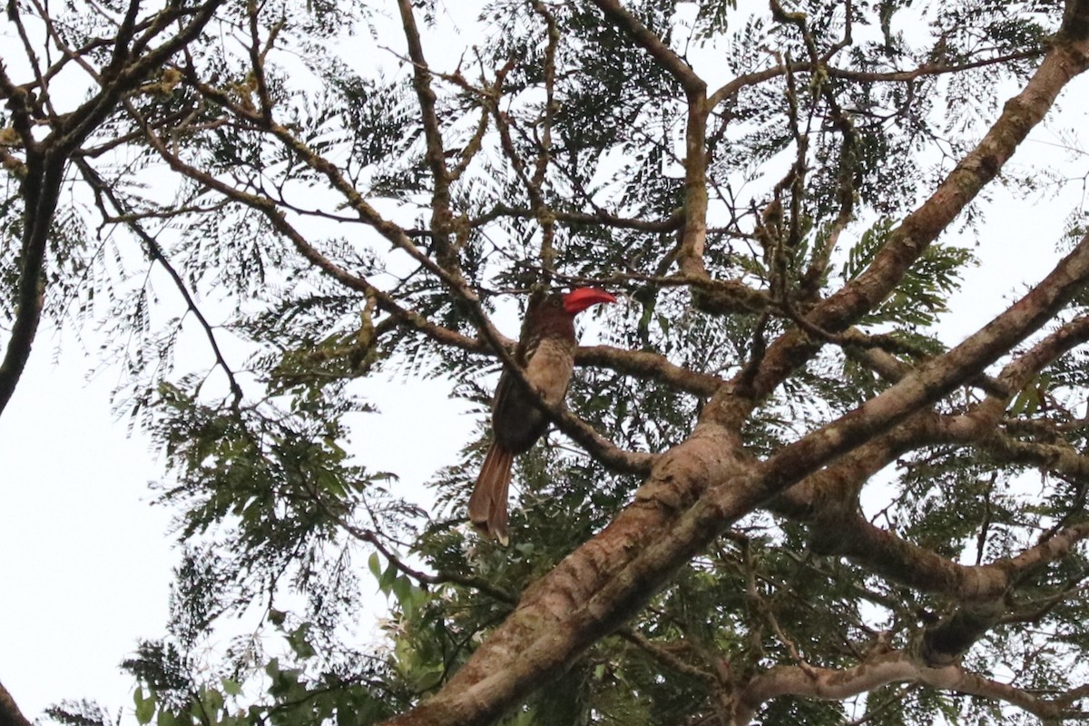 Red-billed Dwarf Hornbill - ML647242103