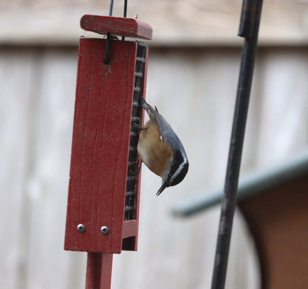 Red-breasted Nuthatch - ML647242105