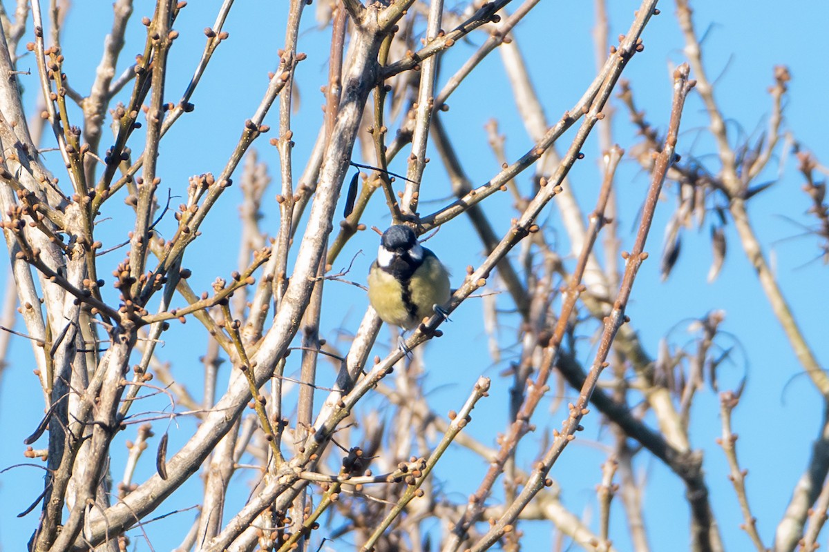 Great Tit - ML647242106