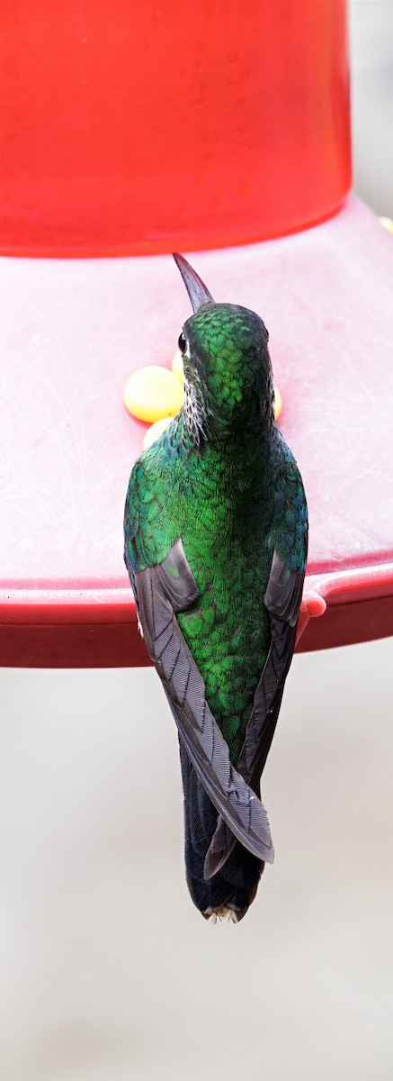 Green-crowned Brilliant - ML647242108