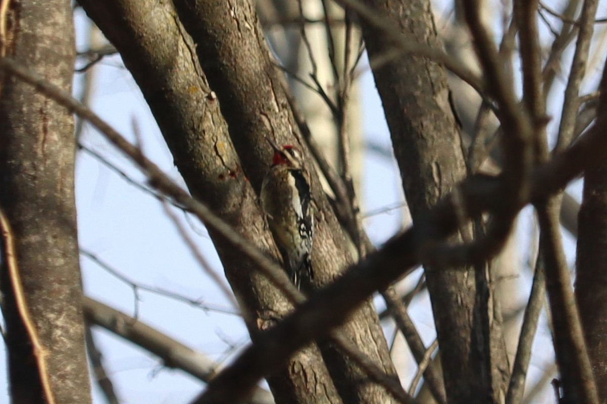 Yellow-bellied Sapsucker - ML647242111