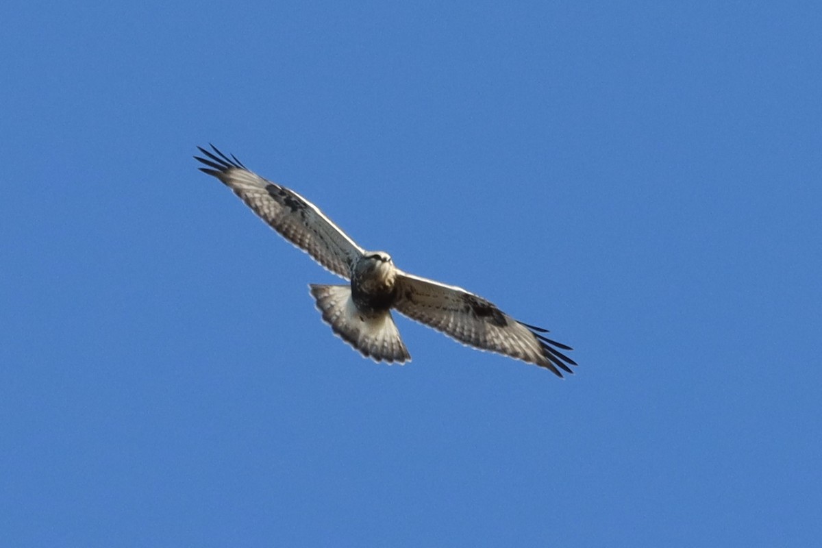 eBird Checklist - 20 Dec 2025 - Norman Bird Sanctuary - 29 species (+1 ...
