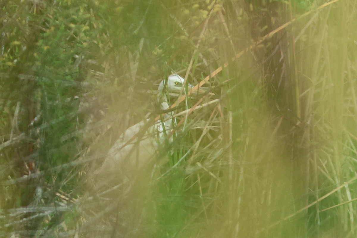 Great Blue Heron (Great White) - ML647242118