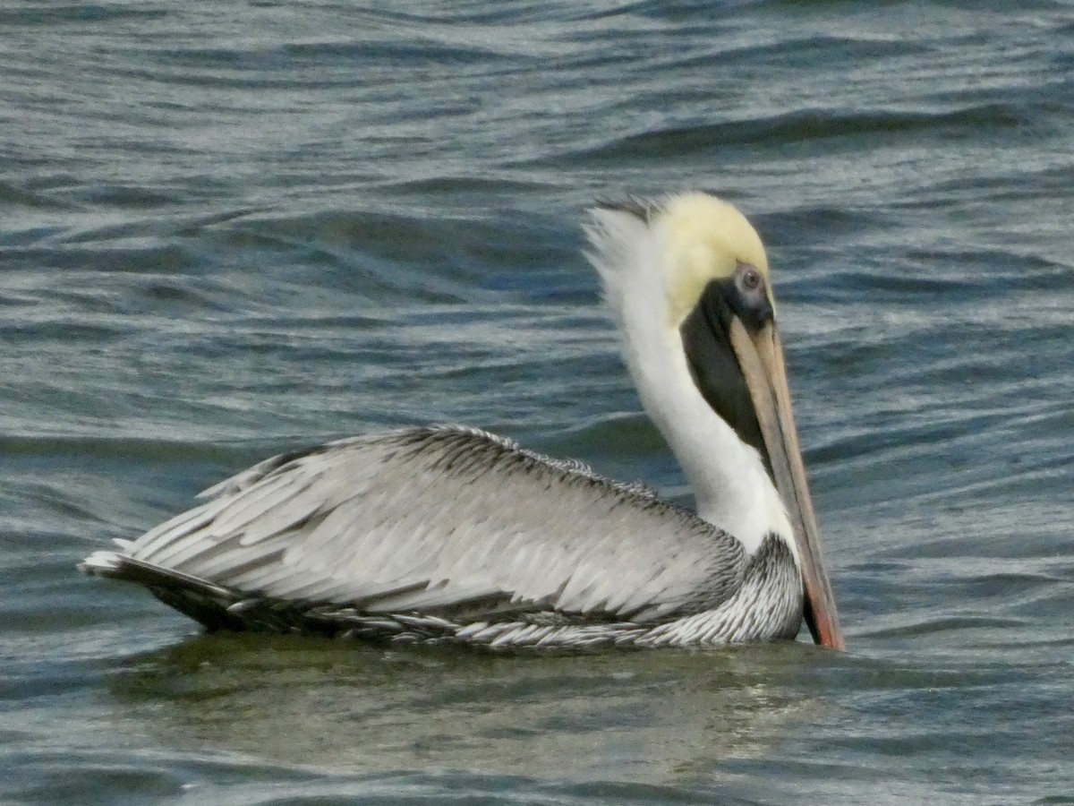 カッショクペリカン - ML647242122