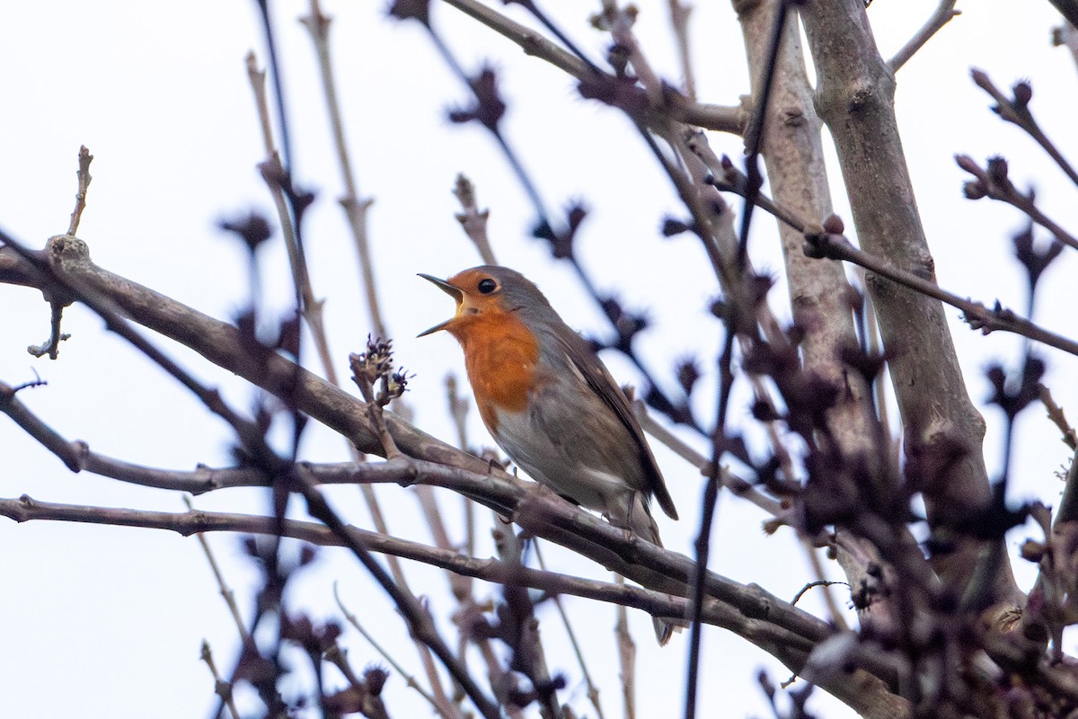 European Robin - ML647242131