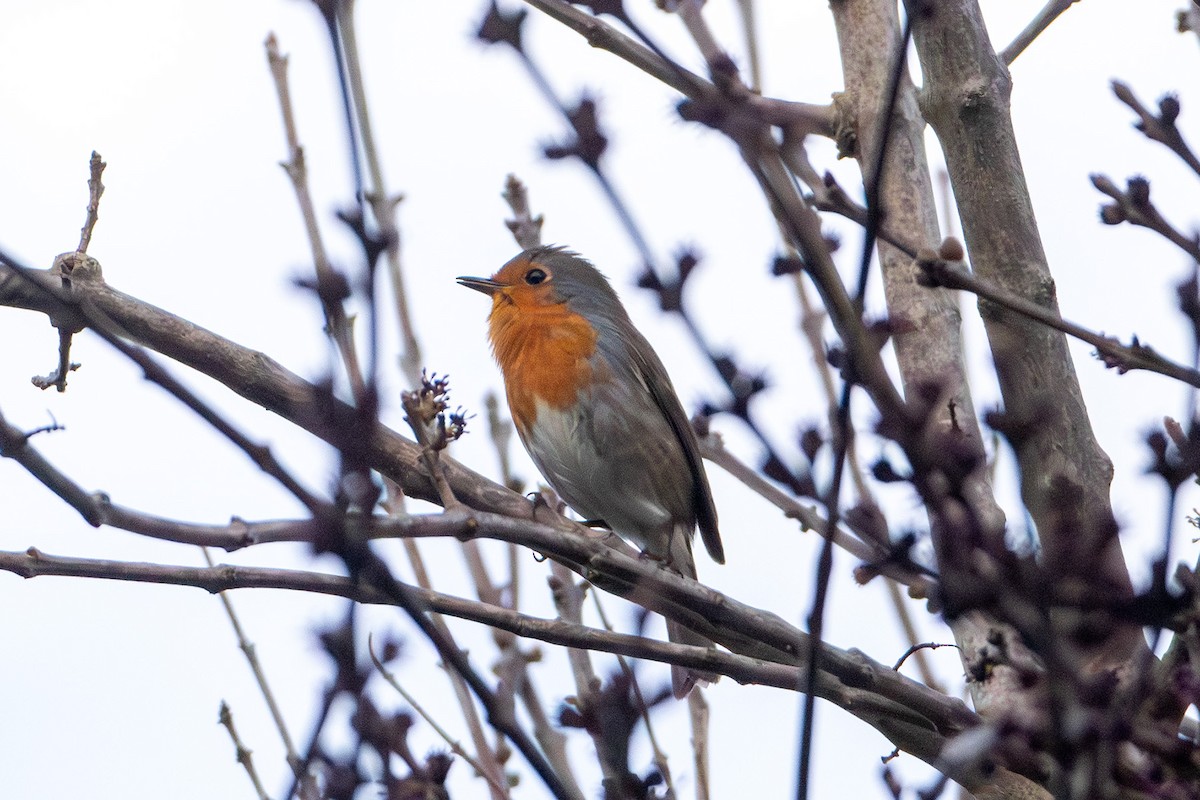 European Robin - ML647242132