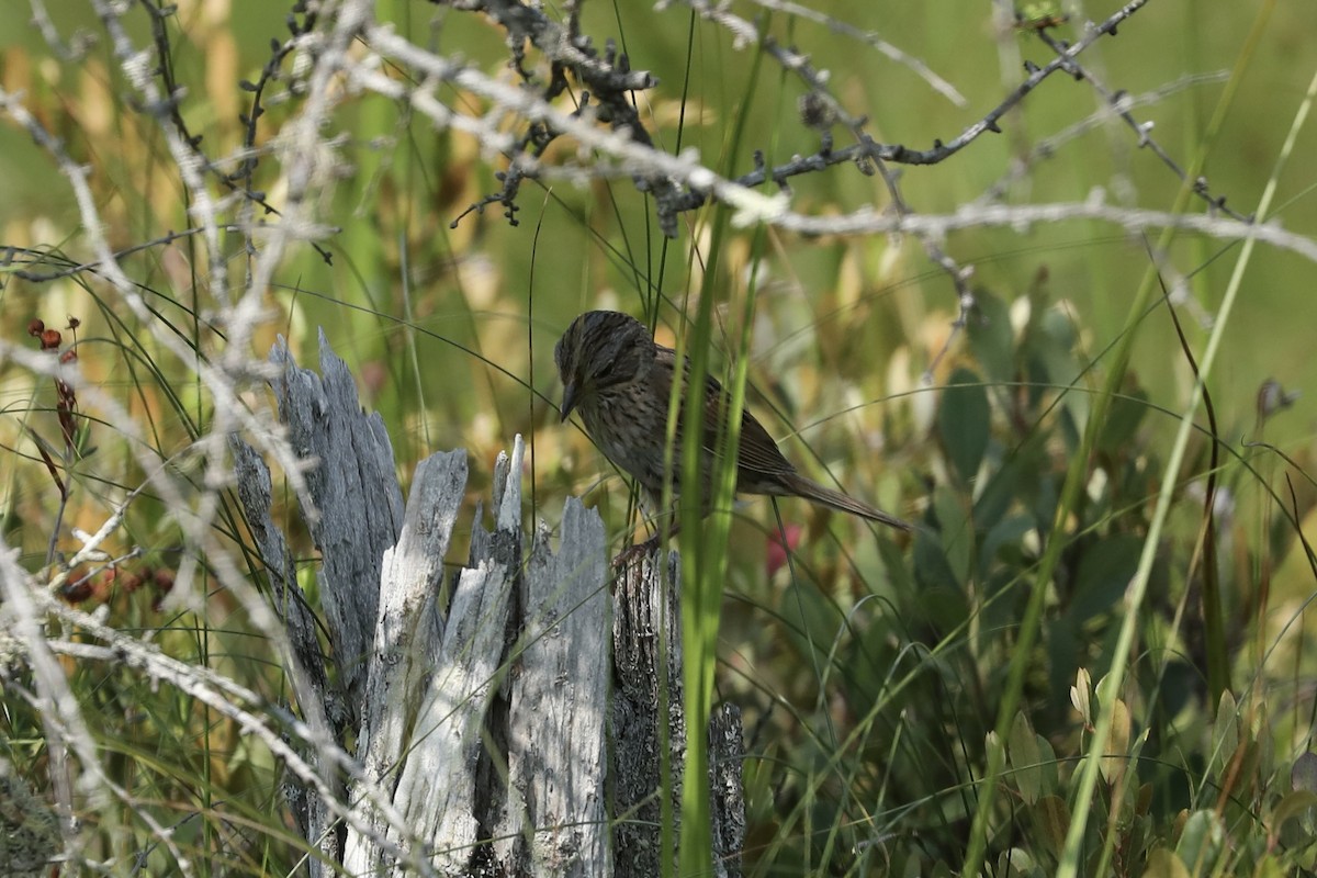 Lincoln's Sparrow - ML647242176