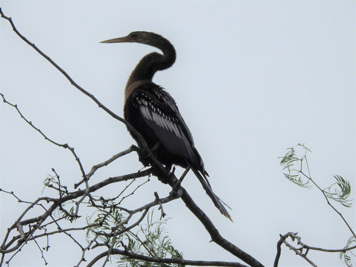 Anhinga - ML647242182