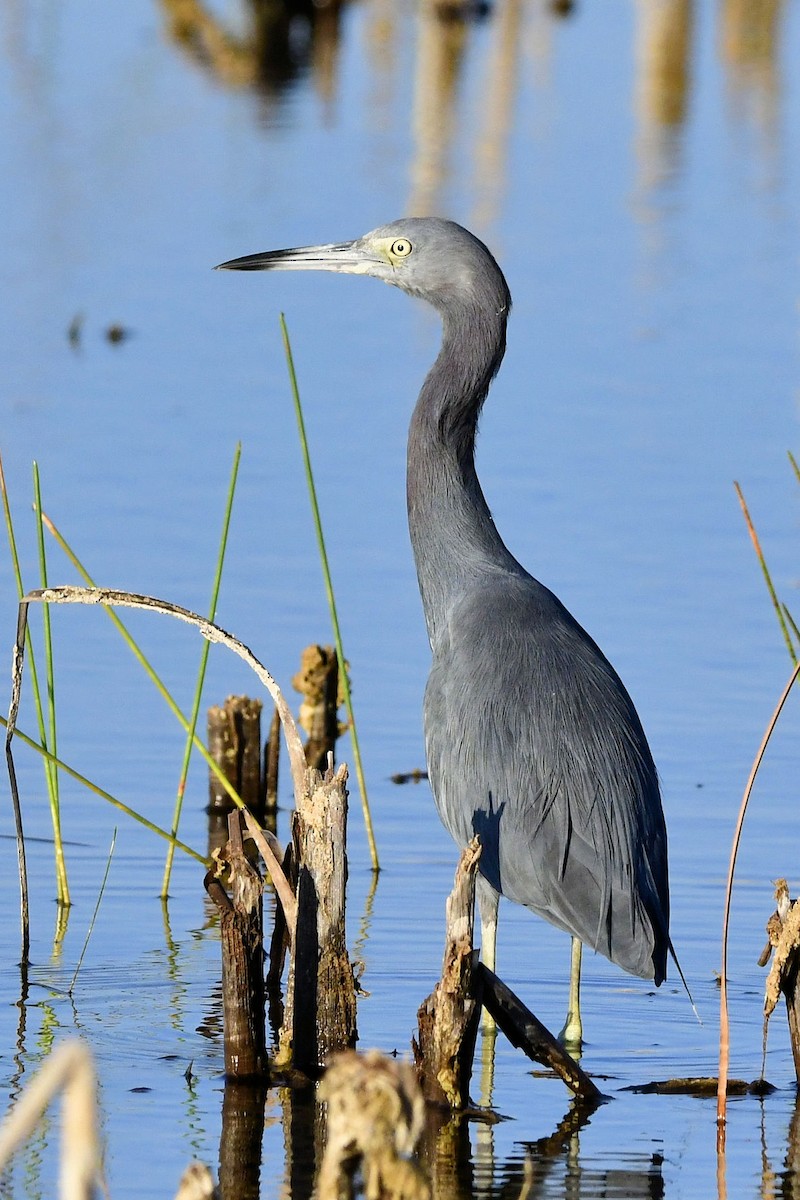 Little Blue Heron - ML647242183