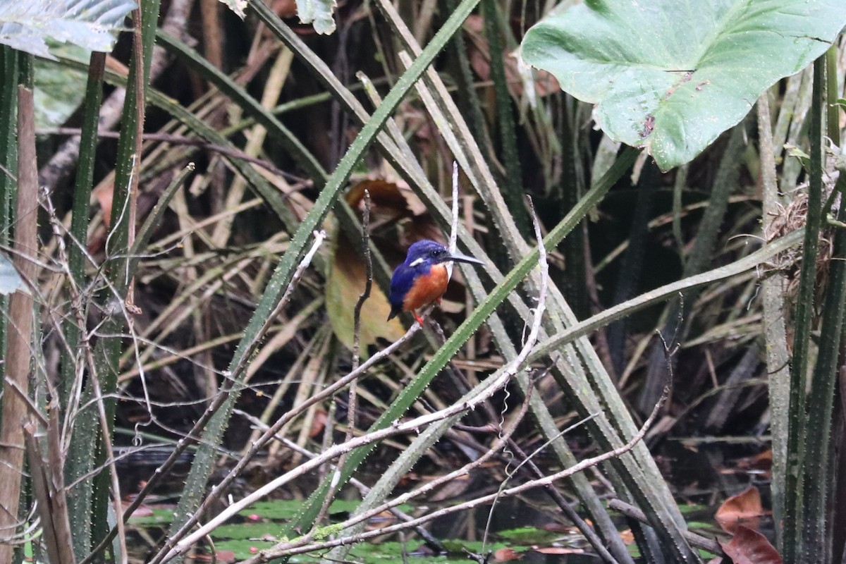 Shining-blue Kingfisher - ML647242186