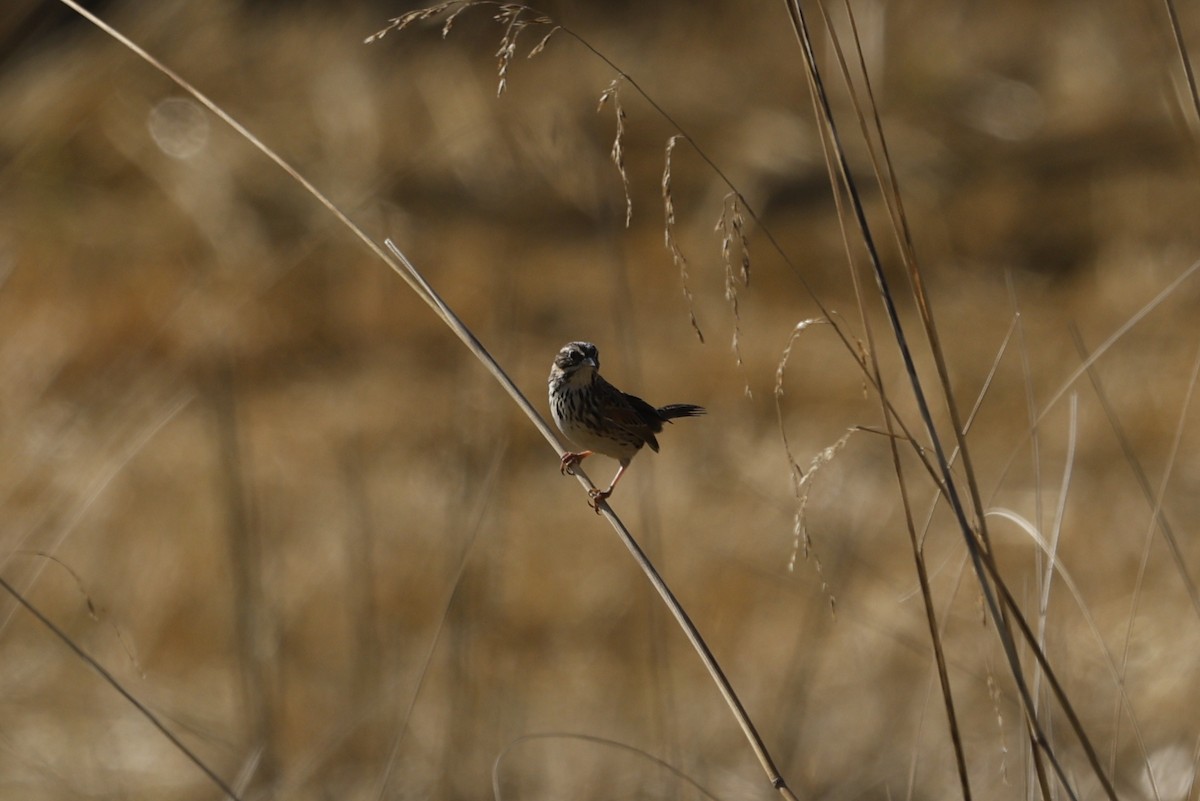Sierra Madre Sparrow - ML647242191
