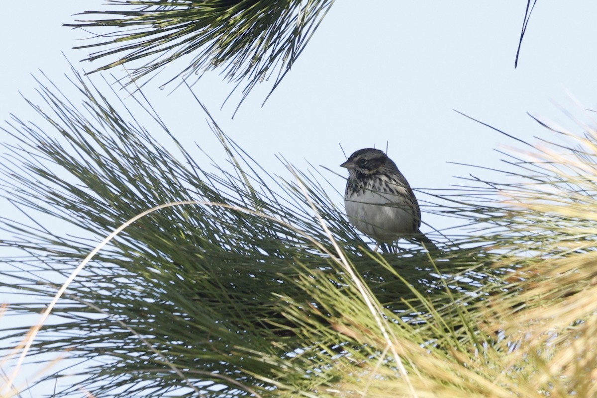 Sierra Madre Sparrow - ML647242192