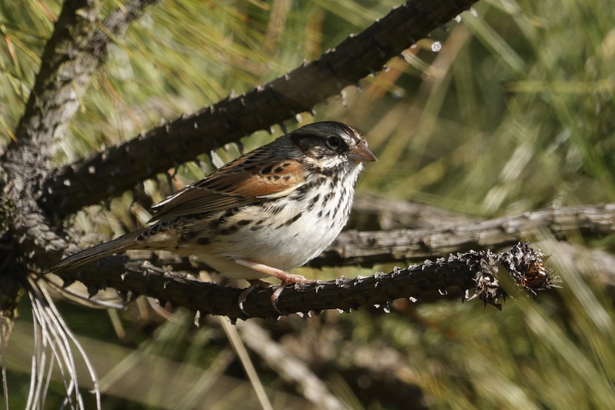 Sierra Madre Sparrow - ML647242193