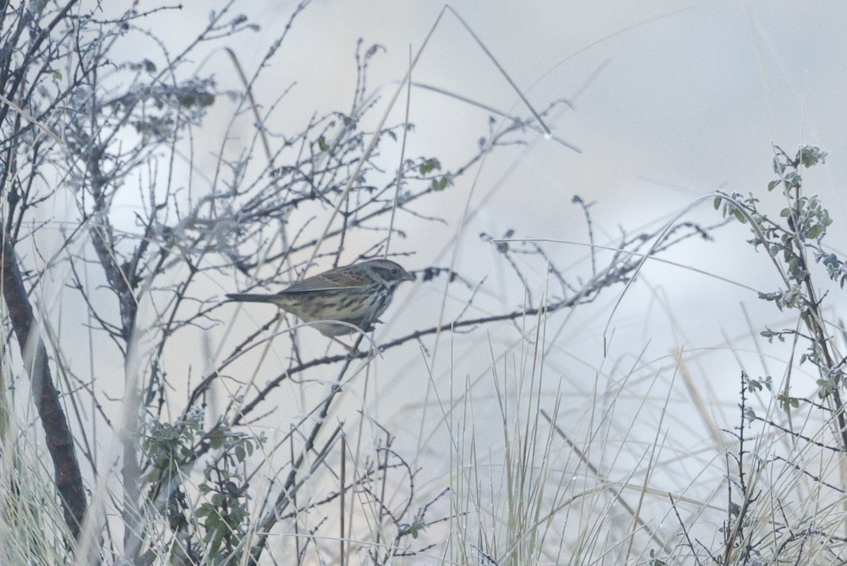 Sierra Madre Sparrow - ML647242194