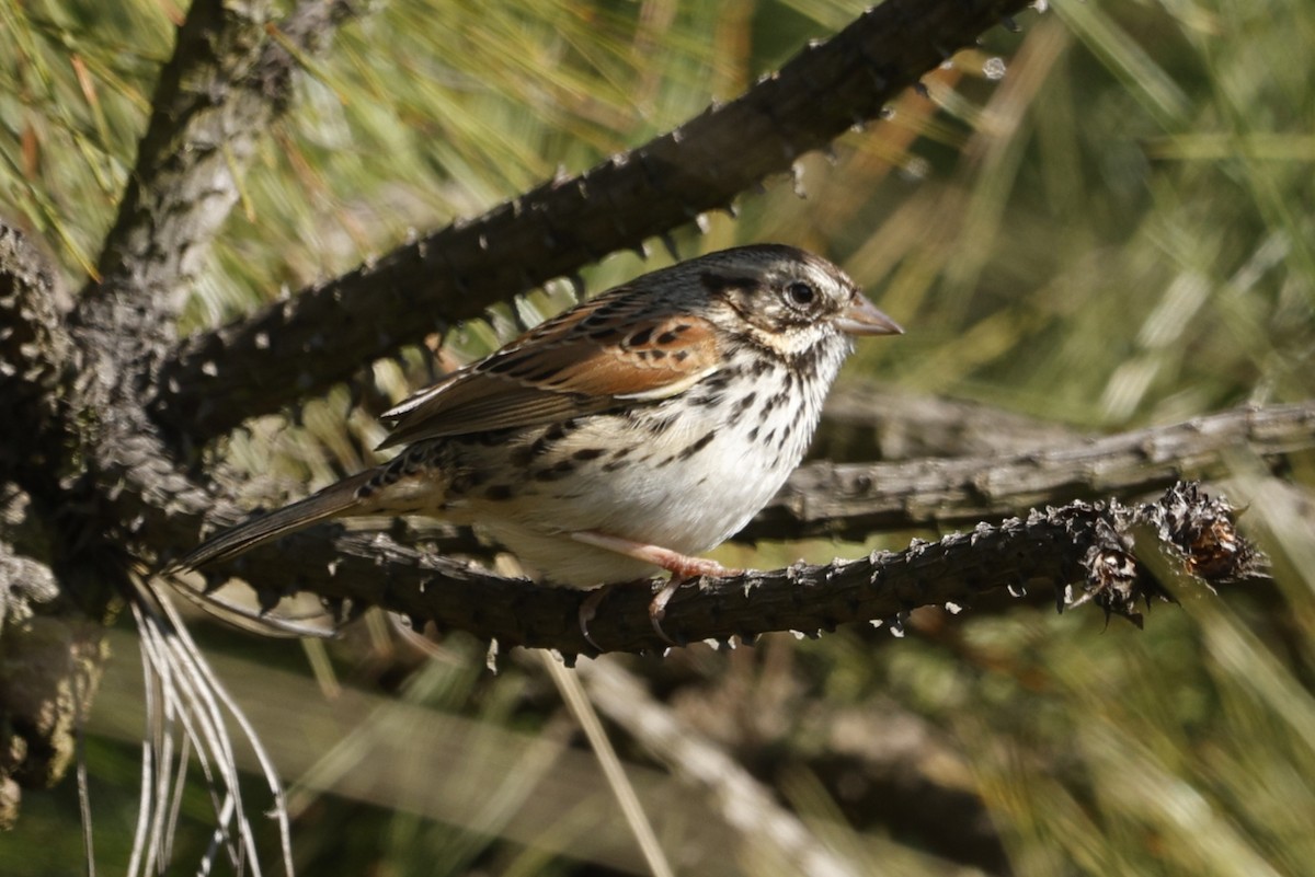 Sierra Madre Sparrow - ML647242195
