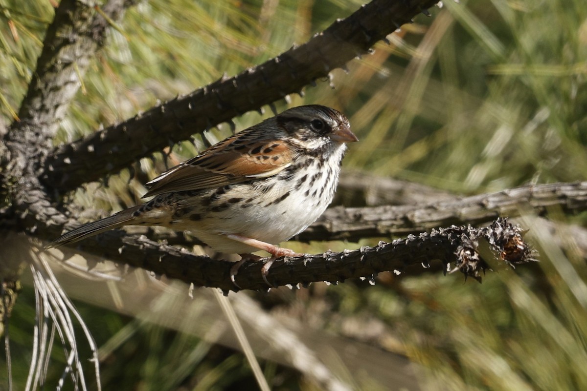 Sierra Madre Sparrow - ML647242196