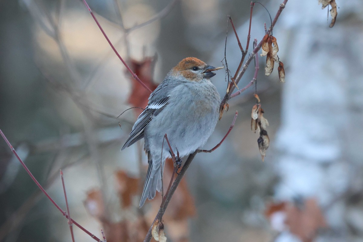 Pine Grosbeak - ML647242197