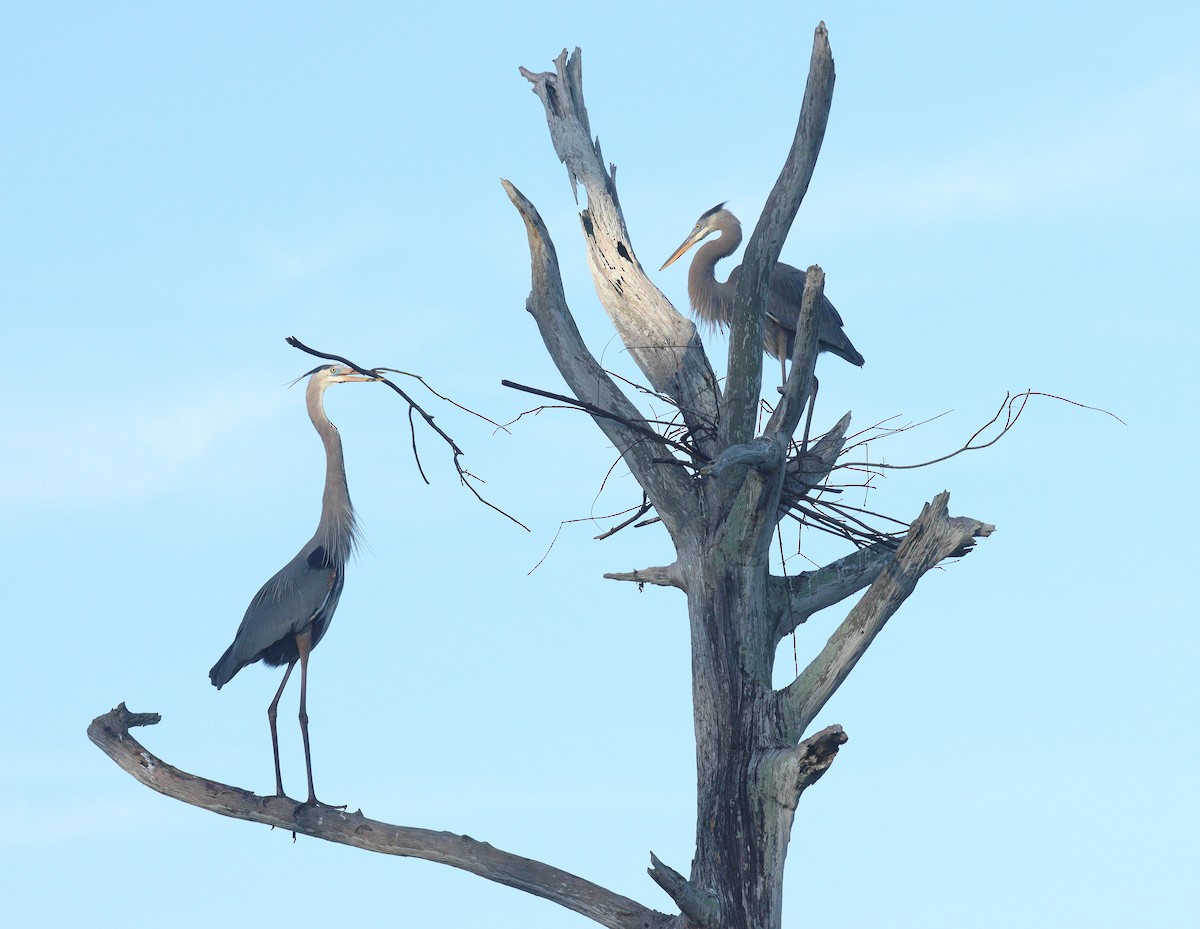 Great Blue Heron - ML647242198